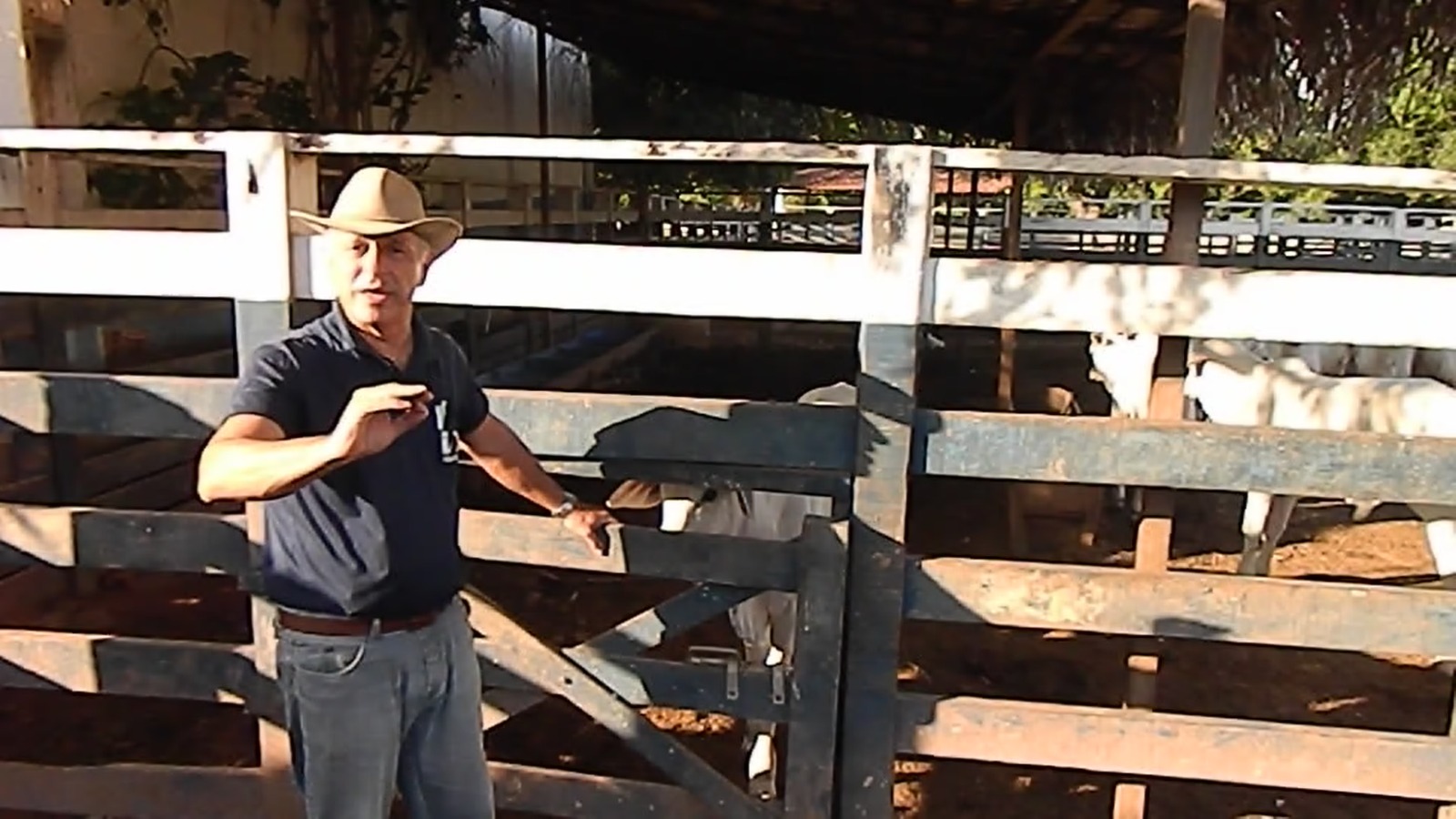 [Image of a green field with cattle in the distance]