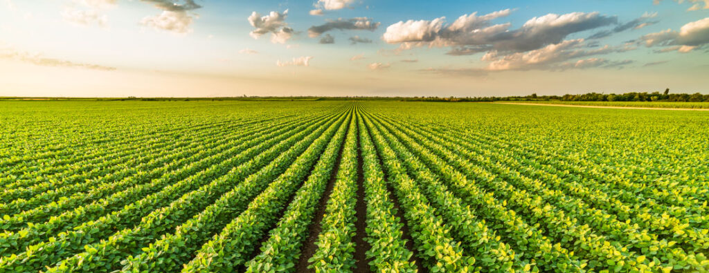 Campus arborizado da Universidade Verde Atlântica